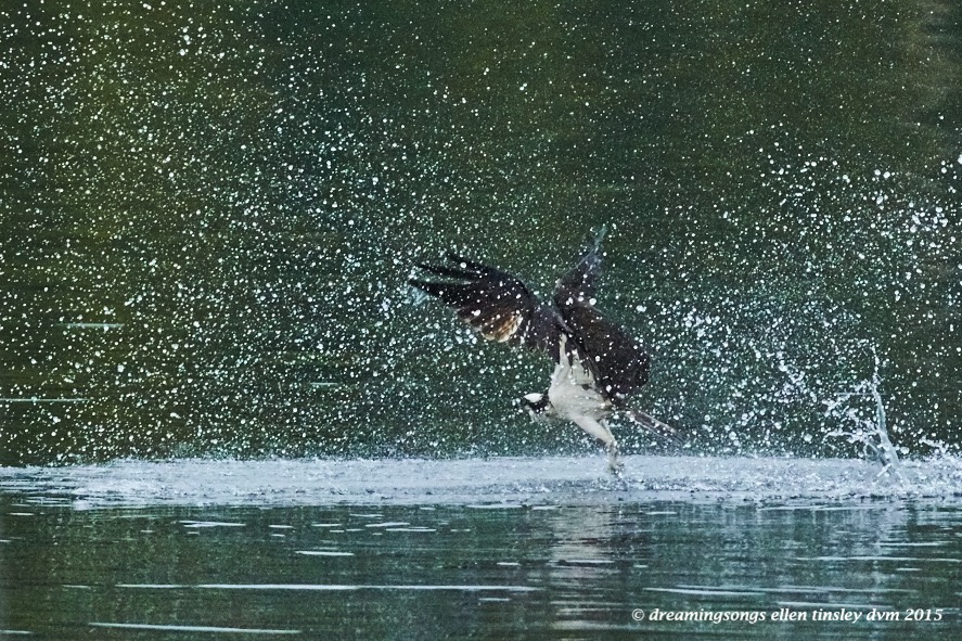 WALK4116 Jun 07 2015 @ 06-33-58 Ebenezer Jun 07 2015 @ 06-33-58 Osprey in aqua 1