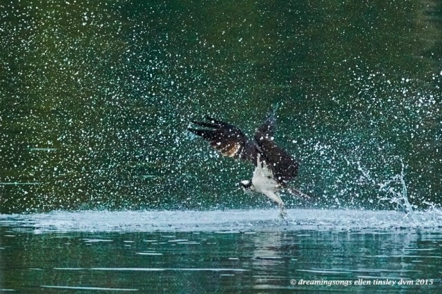 WALK4116 Jun 07 2015 @ 06-33-58 Ebenezer Jun 07 2015 @ 06-33-58 Osprey in aqua 1