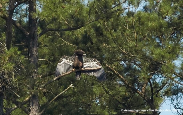 WALK4305 Jun 07 2015 @ 10-48-24 New Hope Jun 07 2015 @ 10-48-24 hot Ice