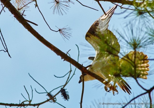 WALK4429 Jun 09 2015 @ 16-07-28 Ebenezer Osprey kinetic
