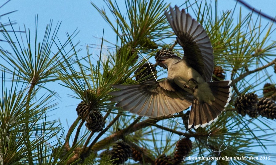 WALK4717 Jun 10 2015 @ 07-28-23 Ebenezer Jun 10 2015 @ 07-28-23 kingbird fishing line