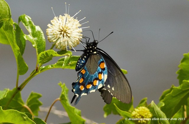 WALK5230 Jun 10 2015 @ 12-52-47 New Hope  Pipevine swallowtail