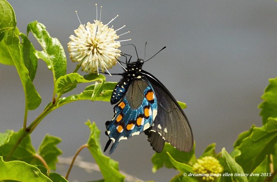 WALK5230 Jun 10 2015 @ 12-52-47 New Hope  Pipevine swallowtail