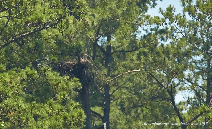 WALK5383 Jun 10 2015 @ 13-15-26 New Hope Jun 10 2015 @ 13-15-26 Empty nest