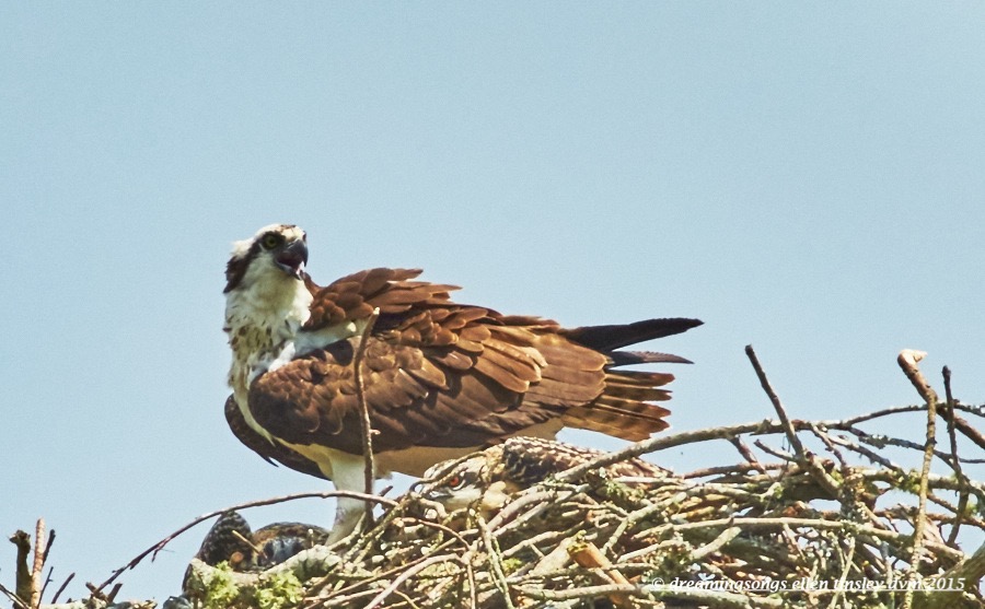 WALK6377 Jun 12 2015 @ 11-32-11 Robeson  Osprey 2 chicks