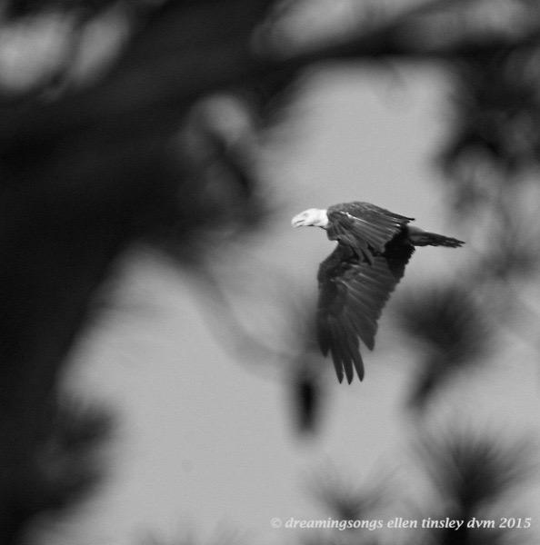 WALK7105 Jun 15 2015 @ 07-28-49 Ebenezer  Ancient One 2