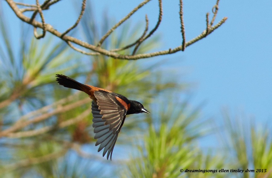 WALK7230 Jun 15 2015 @ 08-08-44 Ebenezer  Orchard oriole male