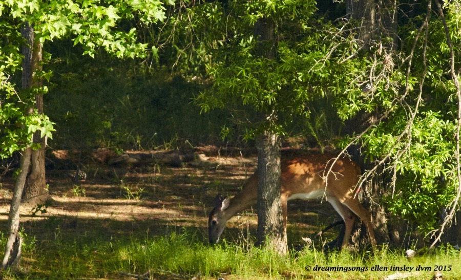WALK7333 Jun 15 2015 @ 09-15-36 Ebenezer  Doe grazing