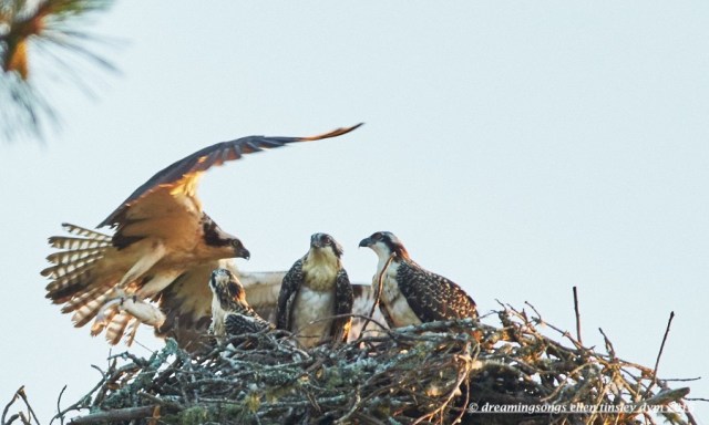 WALK7449 Jun 17 2015 @ 06-23-36 Robeson  Oprey breakfast