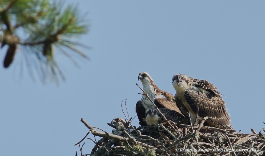 WALK8368 Jun 19 2015 @ 10-14-19 Robeson Oprey mom chicks