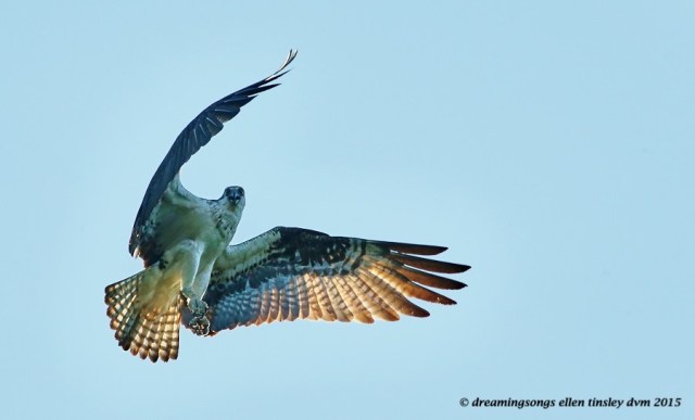 WALK8493 Jun 21 2015 @ 07-10-54 Robeson Mad mom osprey