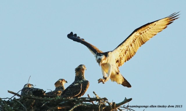 WALK8604 Jun 22 2015 @ 06-38-37 Stinky  not much room