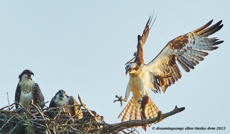 osprey catfish meal 1