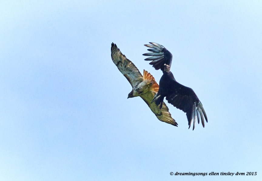WALK0481 Jul 22 2015 @ 09-55-17 Haw River  red tail and vulture