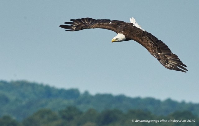 WALK0841 Jun 29 2015 @ 11-19-21 Ebenezer  Hershey 4th July