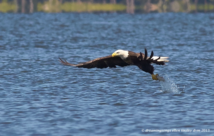 WALK0849 Jun 29 2015 @ 11-19-22 Ebenezer  Hershey snatch 2