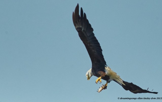 WALK0867 Jun 29 2015 @ 11-19-25 Ebenezer  Hershey foot plant