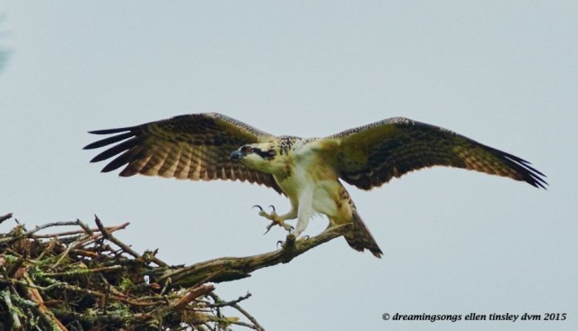 WALK1616 Jul 02 2015 @ 08-46-43 Stinky osprey fledges