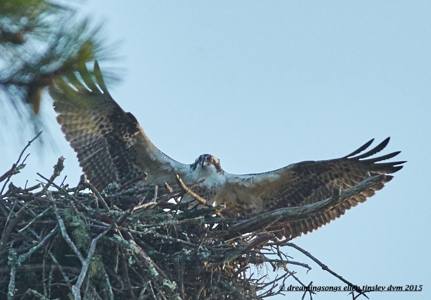 WALK2865 Jul 05 2015 @ 06-47-06 Stinky  osprey rising 1