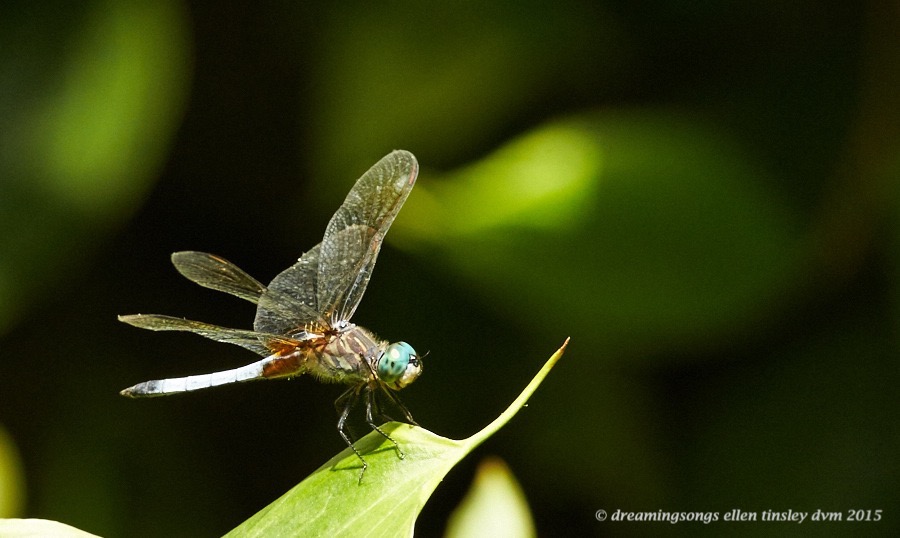 WALK4205 Jul 07 2015 @ 14-56-53 Raulston Dragonfly