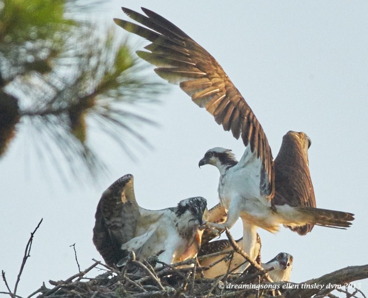 WALK5031 Jul 10 2015 @ 06-43-47 Stinking toe bite 2