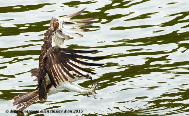 WALK6827 Jul 13 2015 @ 09-10-07 Haw River Ace fishing lure
