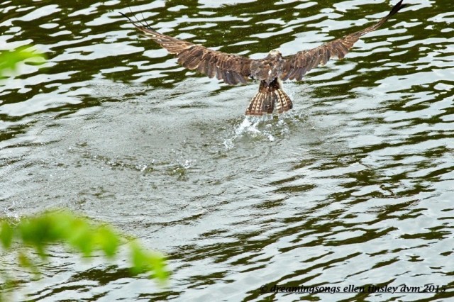 WALK6836 Jul 13 2015 @ 09-10-11 Haw River Ace fishing lure part 2