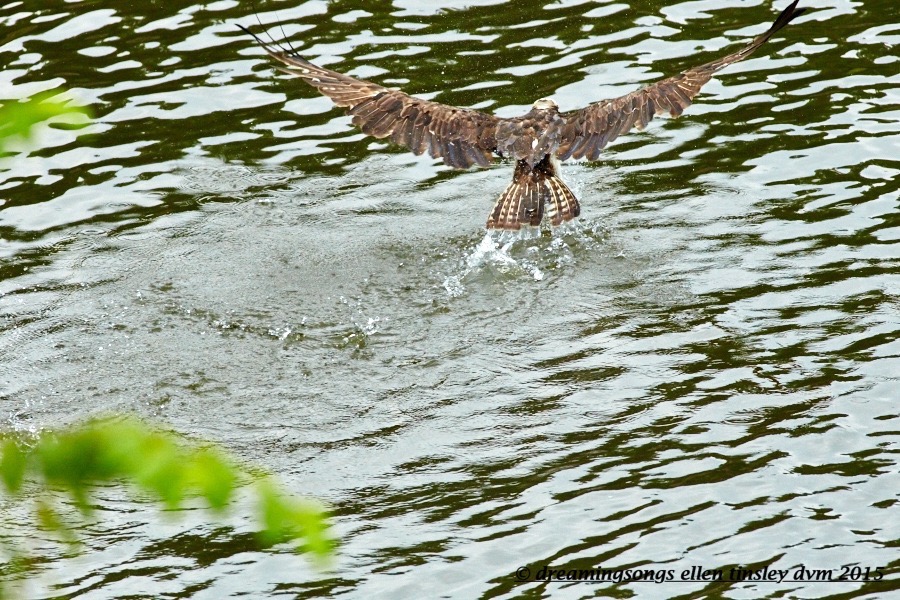 WALK6836 Jul 13 2015 @ 09-10-11 Haw River Ace fishing lure part 2