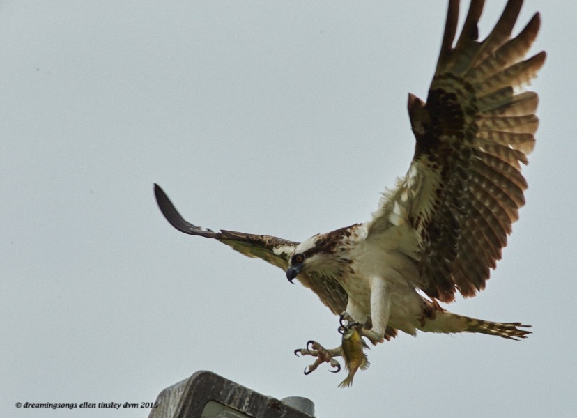 WALK7346 Jul 14 2015 @ 10-10-00 Haw River Ace Light Landing