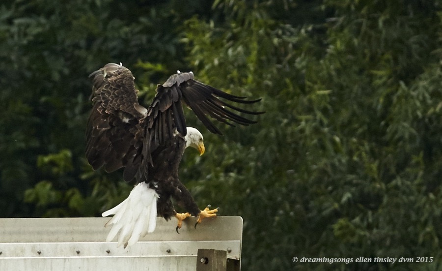 WALK7499 Jul 14 2015 @ 10-40-11 Haw River eagle on sign