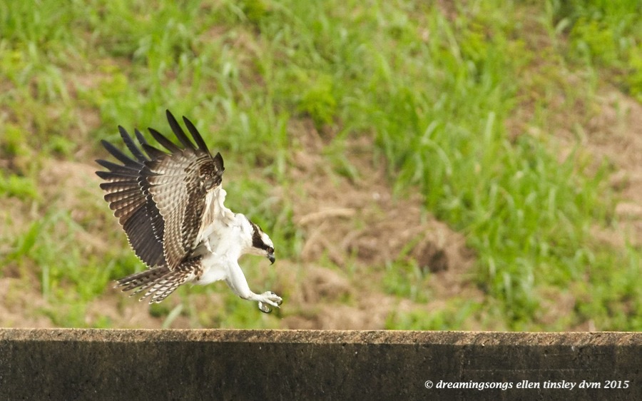 WALK8495 Jul 17 2015 @ 09-33-55 Haw River osprey fledgling flight