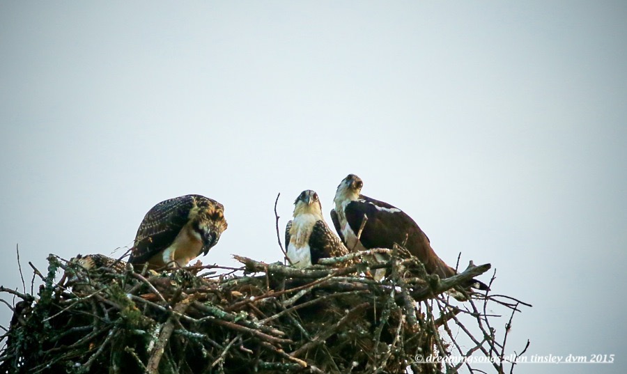 WALK9027 Jun 24 2015 @ 06-44-19 Stinky osprey chicks