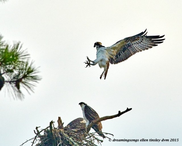 WALK9170 Jul 19 2015 @ 07-10-13 Stinking osprey opps