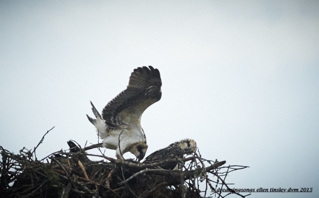 WALK9489 Jun 26 2015 @ 07-08-54 Stinky wet osprey juvie 1