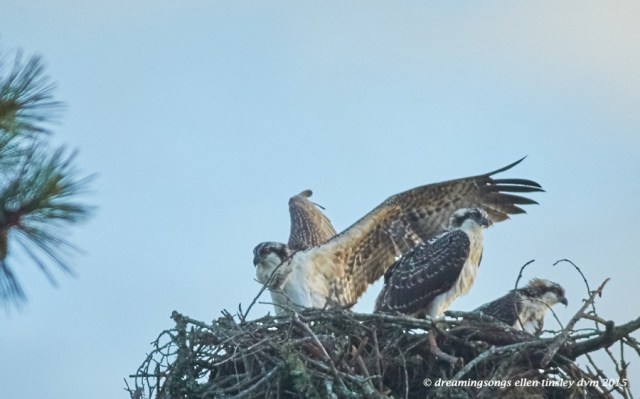 WALK9975 Jun 28 2015 @ 06-57-49 Stinky osprey wing wapping