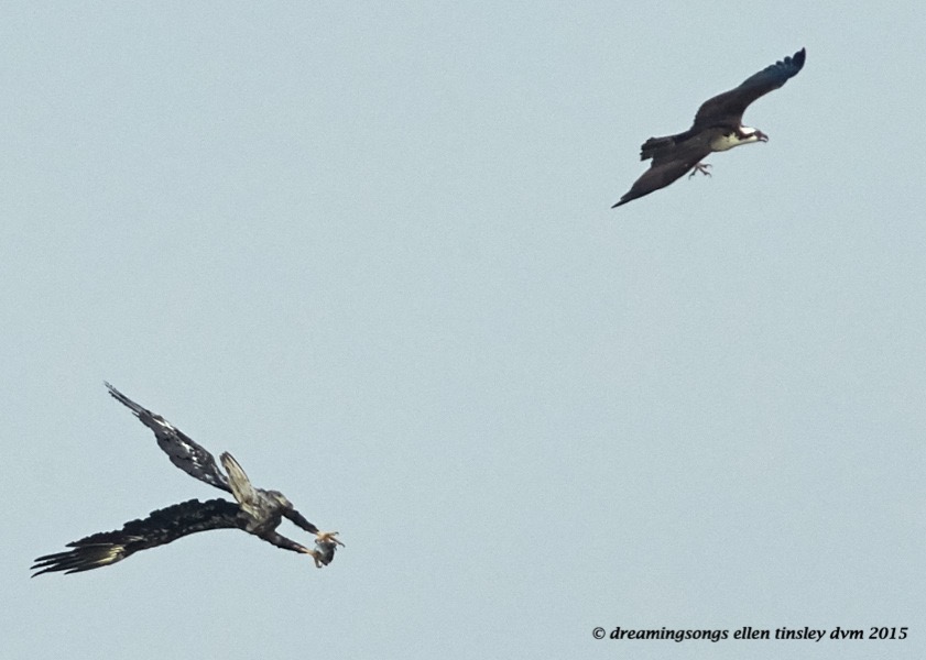 eagle and osprey