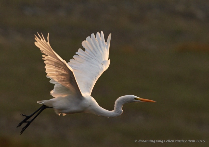 great egret dawn