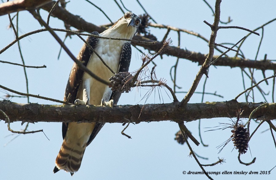 immature osprey