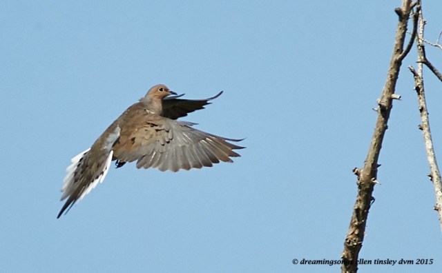 mourning dove