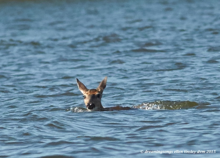 swimming deer