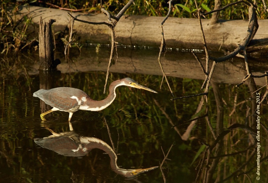 tricolored heron