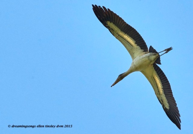 Wood Stork