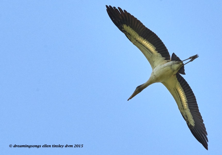 Wood Stork