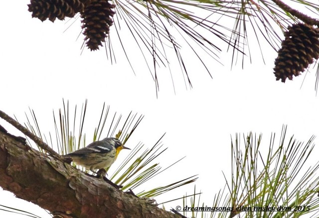 yellow-throated warbler