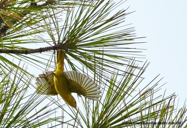 yellow warbler