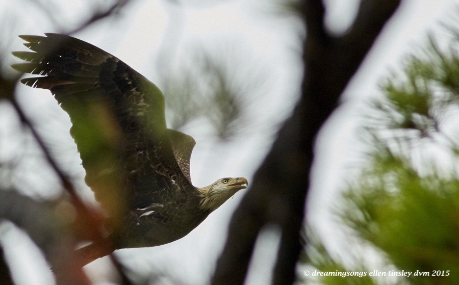 4 yo eagle thru trees