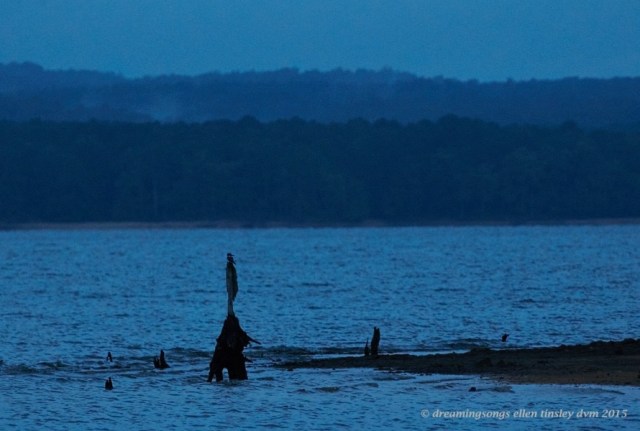 blue hour kingfisher