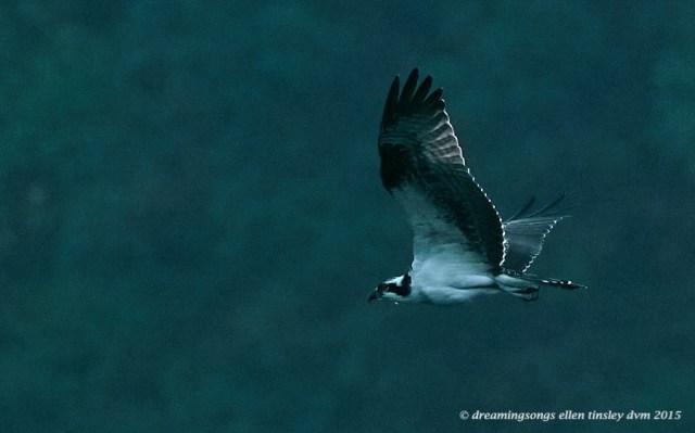 immature osprey diamante