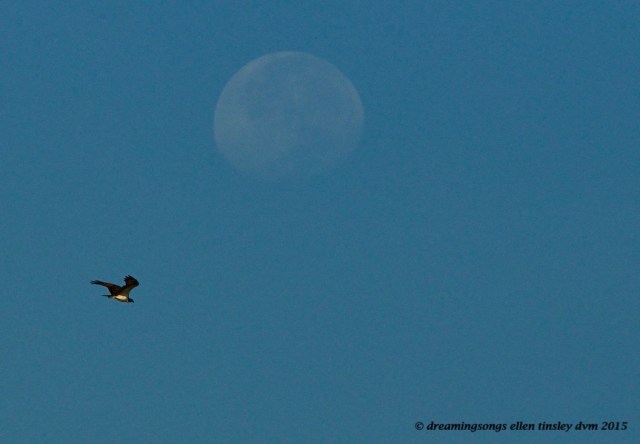 osprey moon
