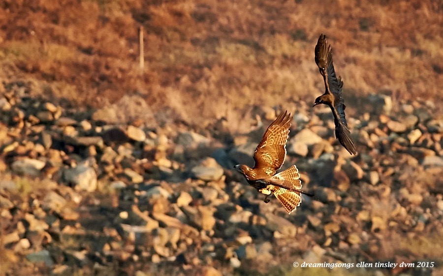 red-taileded hawk crow